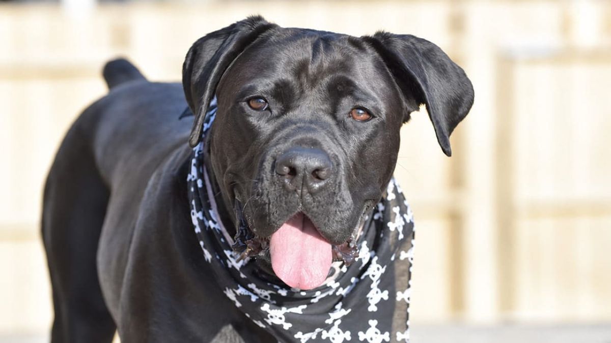 Guida agli antiparassitari per cani
