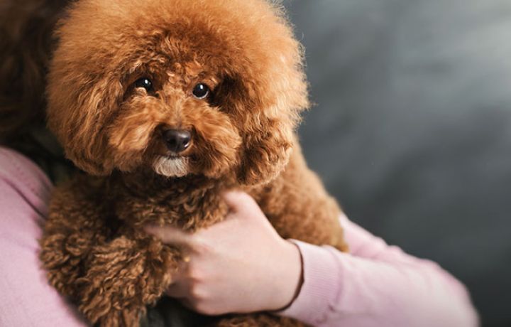 Cani di piccolissima taglia a pelo corto
